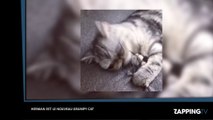 Un chat aux yeux démesurés fait de la concurrence à Grumpy Cat (vidéo)