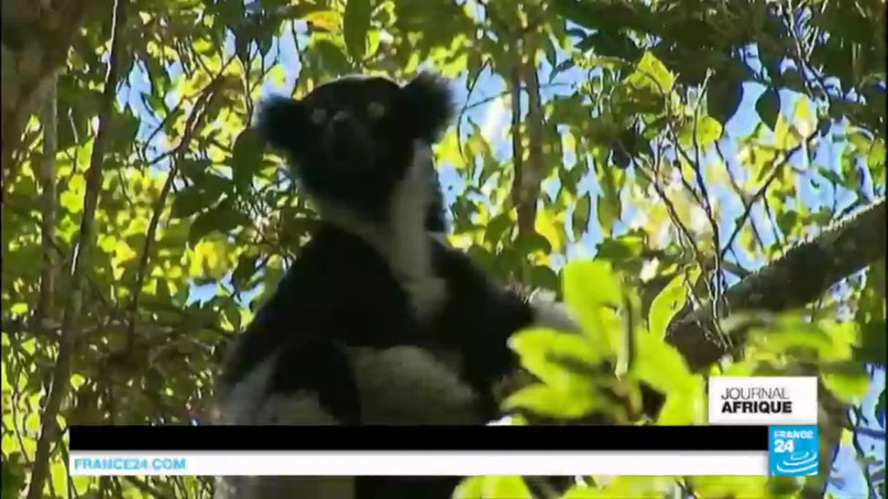 Madagascar : rencontre magique avec les lémuriens dans l'un des parcs les plus mystérieux au monde