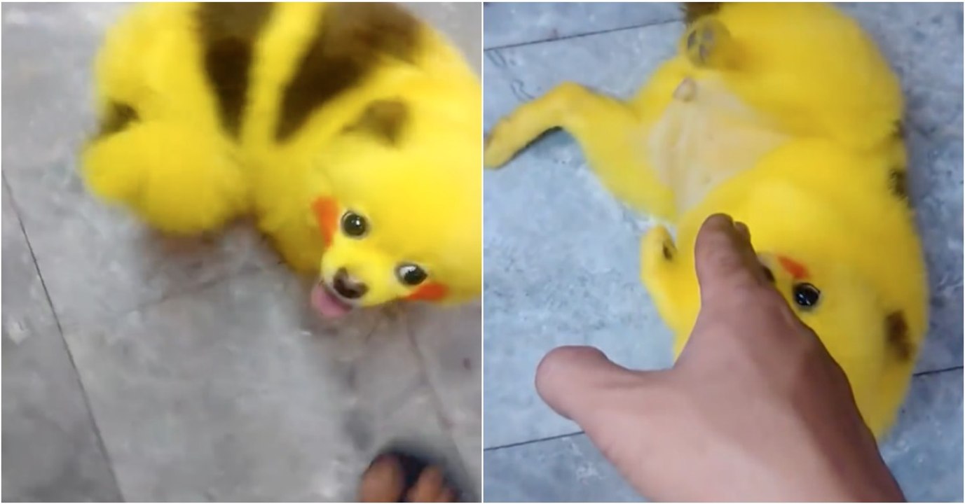 Pintou o seu cão como um Pikachu e gerou enorme revolta na Internet