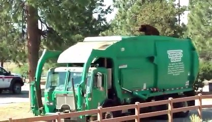 Un ours se promène... perché sur un camion-poubelle