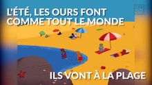 Une famille d'ours profite de la plage comme tout le monde !
