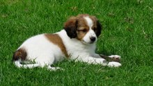 Kooiker puppies op kinderboerderij de Trotse Pauw / Spijkenisse 2016