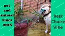 Pet and Animal Vine Compilation - FUNNY ANIMALS VINES   BestChoiceVine