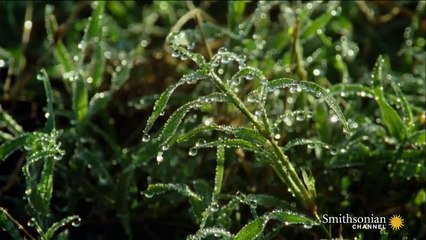 Une lionne s’approche d’un bébé sans défense. Mais ce qui se produit ensuite n’est pas ce que vous croyez…