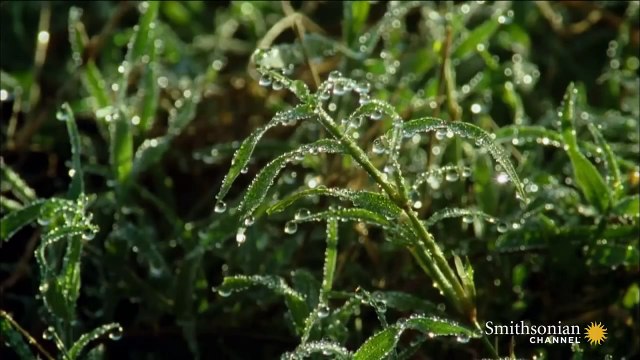 Une lionne s’approche d’un bébé sans défense. Mais ce qui se produit ensuite n’est pas ce que vous croyez…