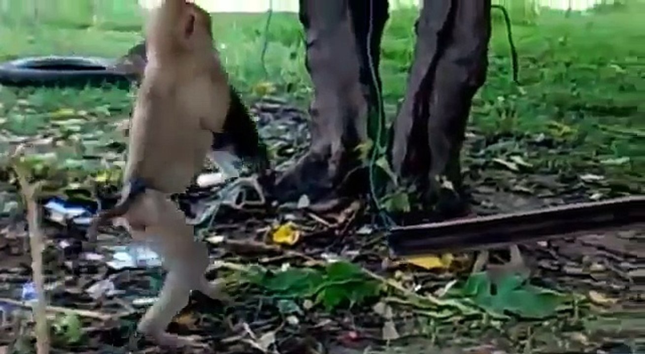 Обезьяна гладит котенка