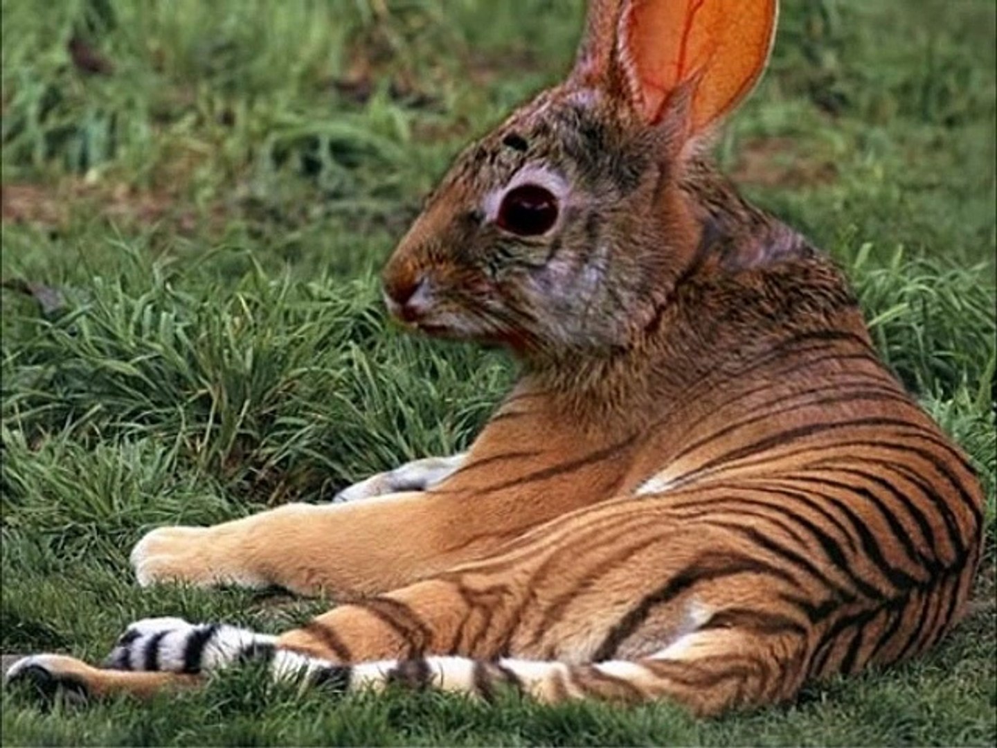⁣Funny Animals Freaky Animals Mutant Animal Pets
