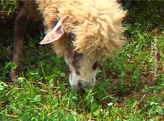 Mala otkupna cena mleka, veliki problem za stočare, 04. avgust 2016 (RTV Bor)