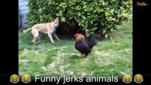 Animals are jerks - funny compilation