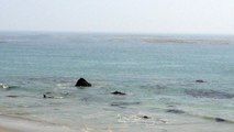 Elephant Seals in Big Sur, CA. Aug 3, 2016