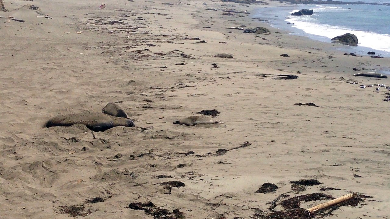 Seals Sand Flipping in Big Sur, CA Aug 3, 2016