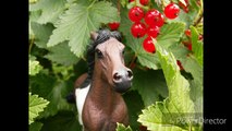 Summer Session of Icelandic Stallion #2