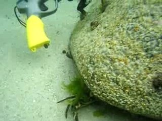 Cédric 1ère plongée en bretagne