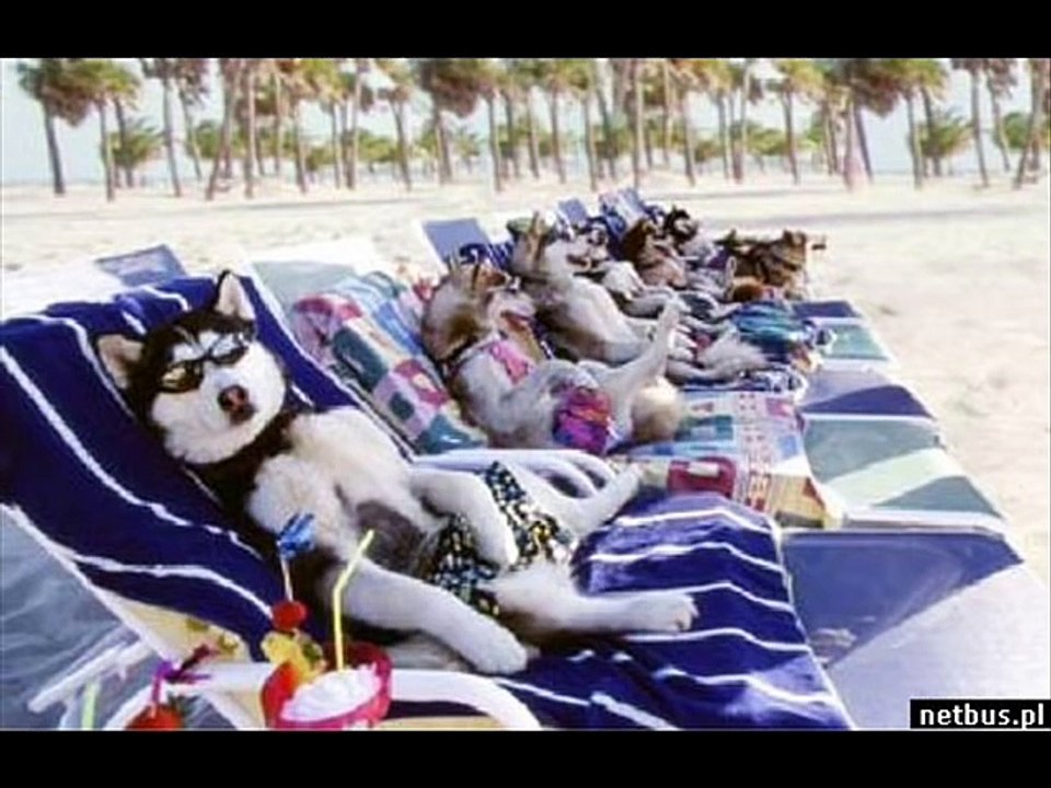 Śmieszne zwierzaki (Funny animals)