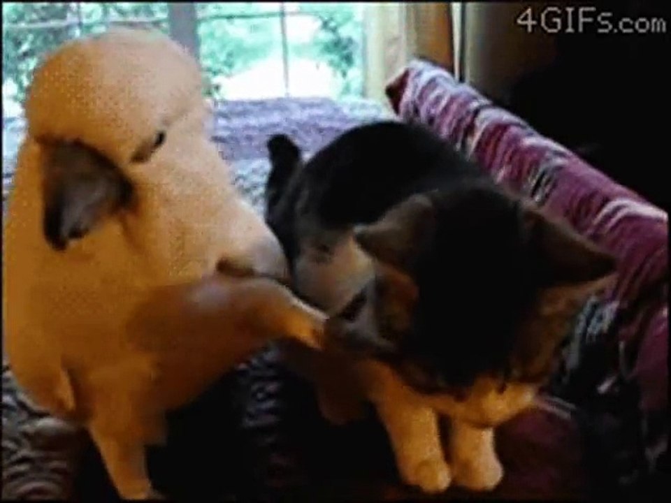 śmieszne zwierzęta  D   Funny animals  D