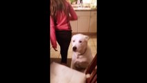 Talking dog engages in hilarious conversation