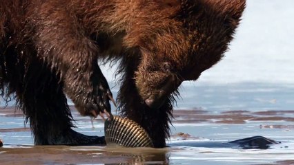 Grizzly - Extrait (2) VF