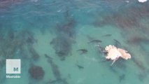 Talk about a feeding frenzy - over 30 sharks seen devouring a whale carcass