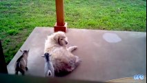 Cute Baby Goats Compilation     CFS