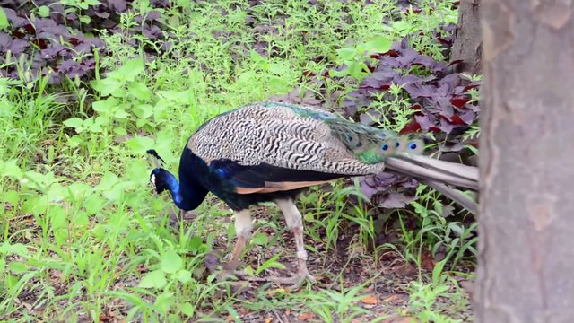 Zoo Animals - Cute Animals - Funny Animals - An Amazing Zoo Trip