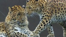 Rarest Leopards In the World Born at U.K. Zoo