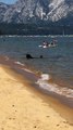 Une famille d'ours à la plage