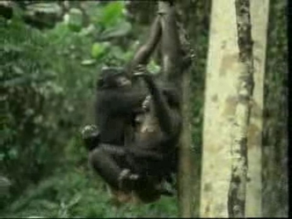 Bonobo - Mating Animals
