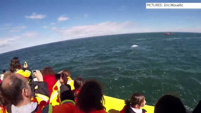 Ces gardes-côtes près de Québec sont venus un peu plus près pour mieux l'observer, mais la baleine était plus géante qu'