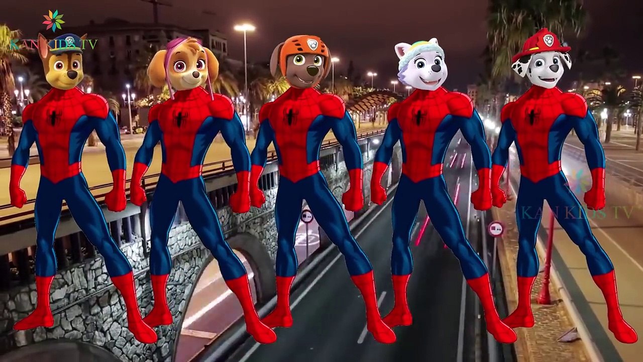 Paw Patrol Spider Man Funny Finger Family Songs | Nursery Rhymes For Kids Lyric | Kan Kids TV