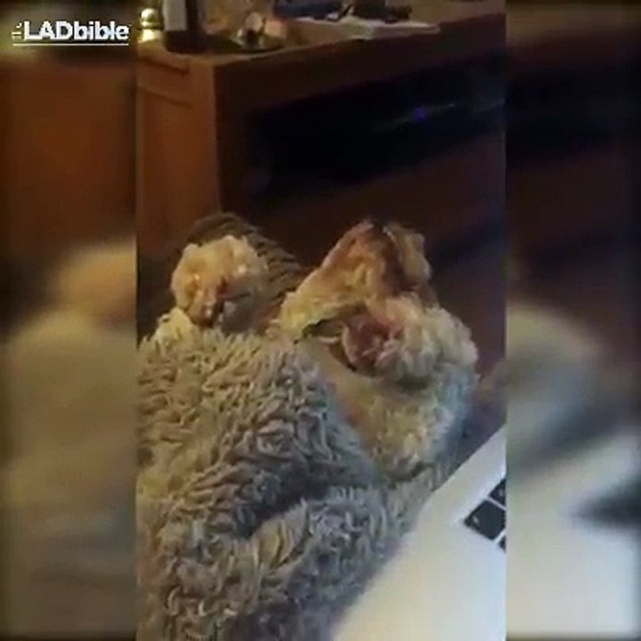 This Dog Was Born A Dancer