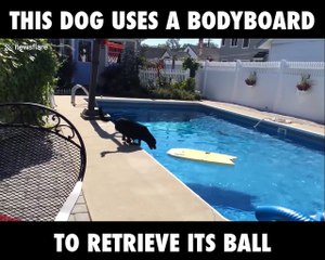 Dog Uses Bodyboard To Retrieve Ball
