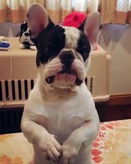 When begging goes to a whole new level!