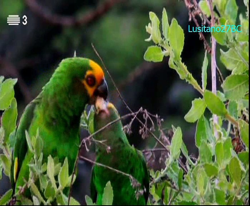 Gentes do Rio, O Nilo Azul, RTP3