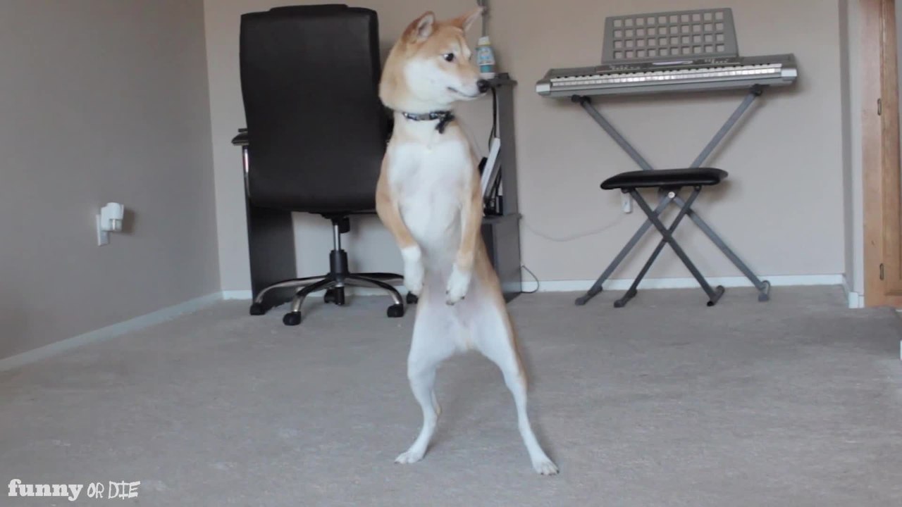 Dancing Dog Will Make You Laugh