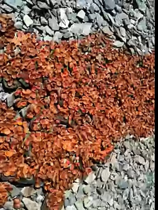 Dried Apricots of Hunza Valley by the Local People, Gilgit-Baltistan, Pakistan