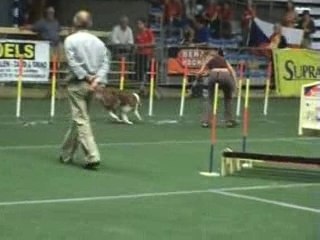 championnat international individuel jumping Prissou eclair