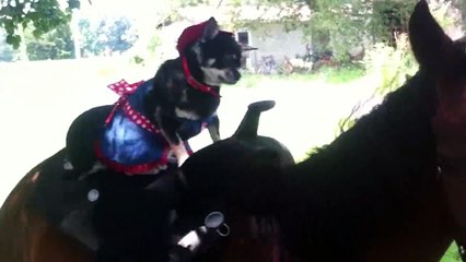 Adorable Dog Practices Being A Cowgirl