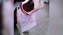 Guilty Dog Is Responsible For Chewing Door