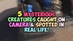 5 Mysterious Creatures Caught On Camera & Spotted In Real Life!