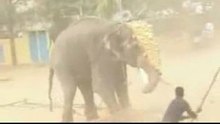 Vicious Elephant Attacks and Kills an Unlucky Guy