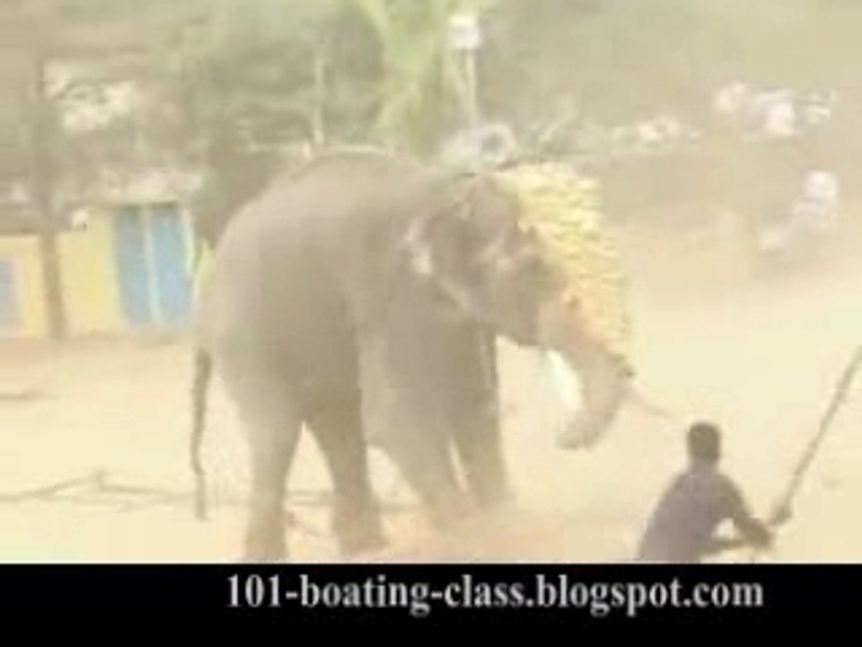 Vicious Elephant Attacks and Kills an Unlucky Guy