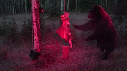 Un ours trop curieux!