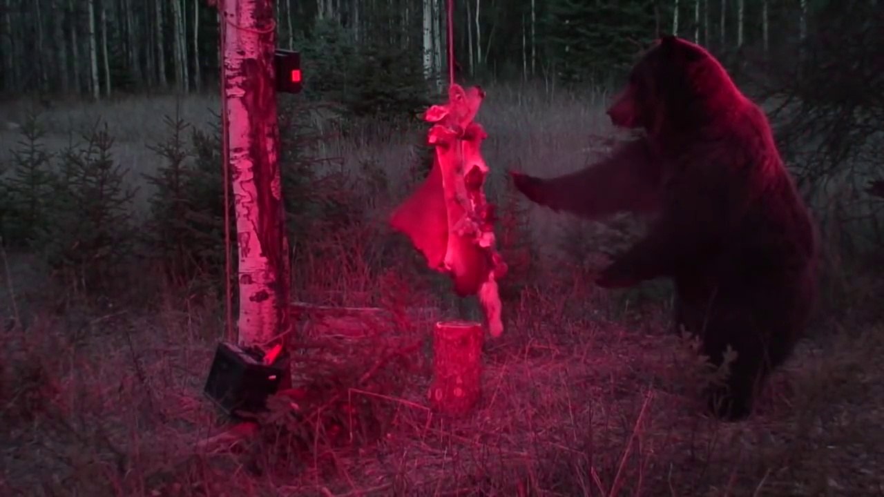 Un ours trop curieux!
