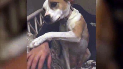 Ce chien ne veut pas que son maitre le lache... Pire qu'une meuf