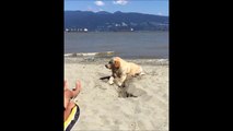 Les chiens à la plage ? ça creuse dans le sable sans raisons LOL