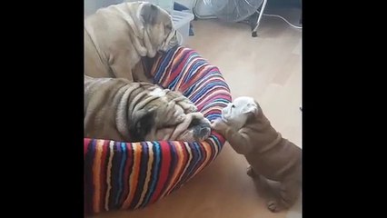 Mamma Bulldog Vuole Schiacciare Un Pisolino... Ma Tenete Gli Occhi Sul Cucciolo!