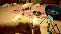 Golden Retriever Mum educating her puppies aged 7 weeks !