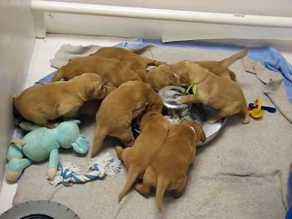 Golden Retriever Puppies Fun with Milk !