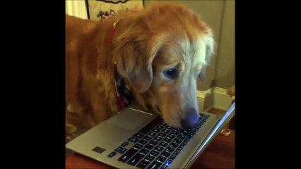 Ce chien ne décolle pas ses yeux d'une vidéo d'écureuil sur l'ordinateur haha