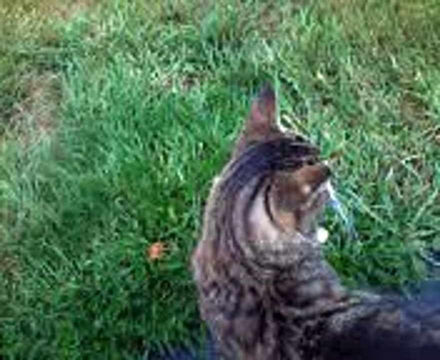 les chats